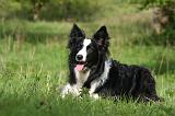 BORDER COLLIE 1569